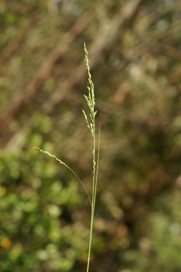Poa crassicaudex